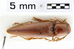 Foto (Dorsalansicht) von Simodactylus burmensis (Schimmel, 2003)